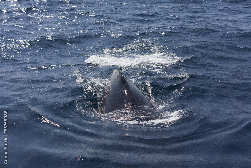 Fototapeta premium Whale