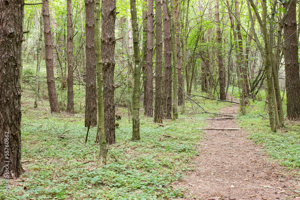 Pathway through the green  forest