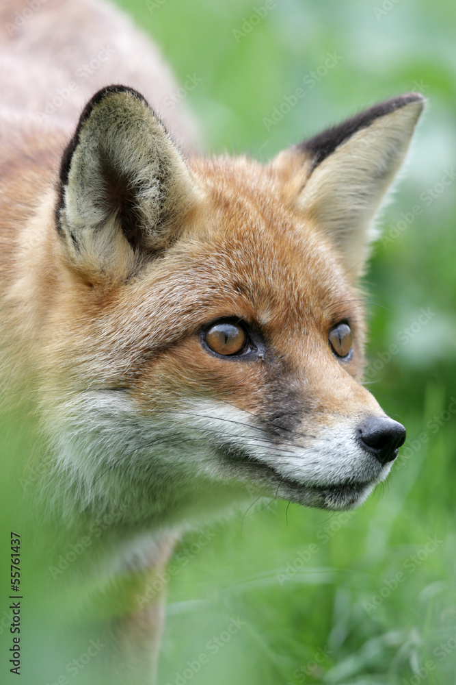 Red fox, Vulpes vulpes Red fox, Vulpes vulpes