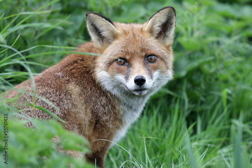 Red fox, Vulpes vulpes © Erni