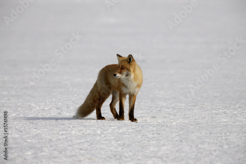 Red fox, Vulpes vulpes