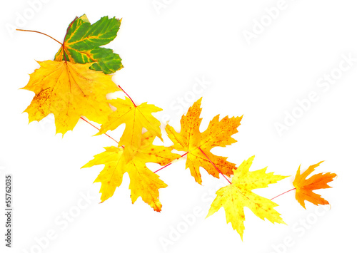 Yellow leaves on white