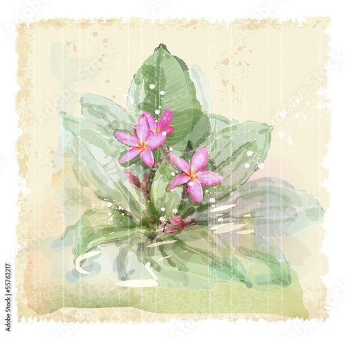 Frangipani flower (plumeria). Watercolor style.