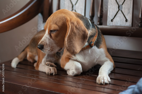 Baby beagle on orange pillow sofa