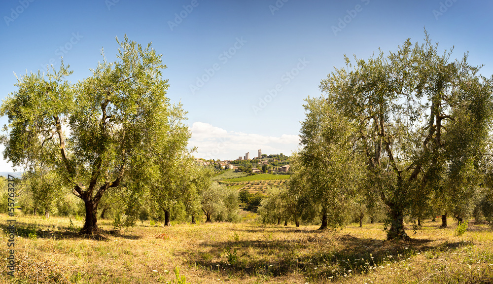 Fototapeta premium Tuscan olive grove - San Giminiano