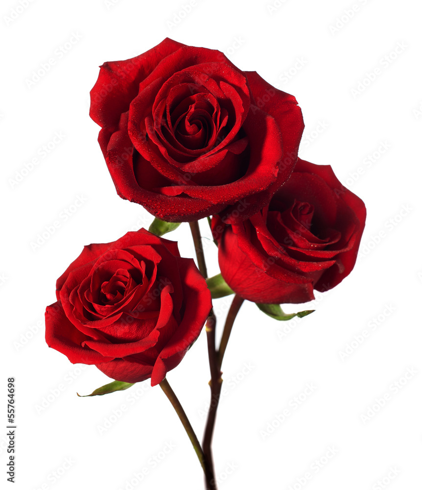 Fototapeta premium three dark red roses with water drops isolated on white