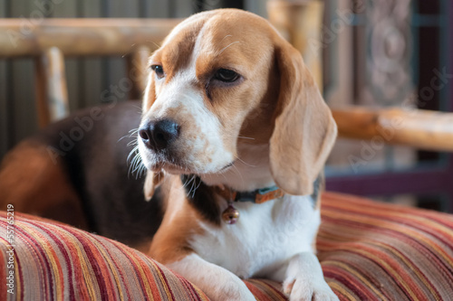 Baby beagle on orange pillow sofa