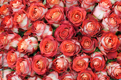 Fototapeta Naklejka Na Ścianę i Meble -  Close-up of bright bunch of freshly cut big beautiful red roses.