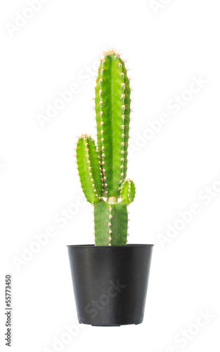 Cactus in flowerpot isolated on white background