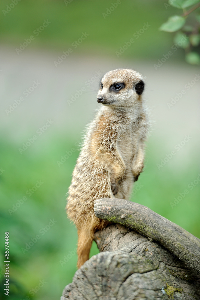 Fototapeta premium Meerkat