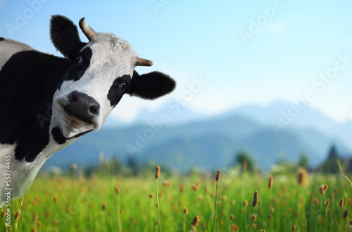 Photographie Vache