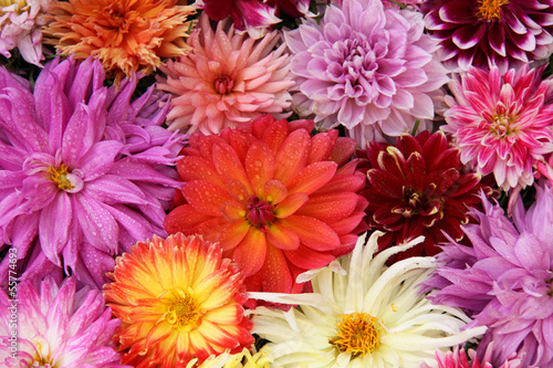Fototapeta Naklejka Na Ścianę i Meble -  flowers drops  dahlia.