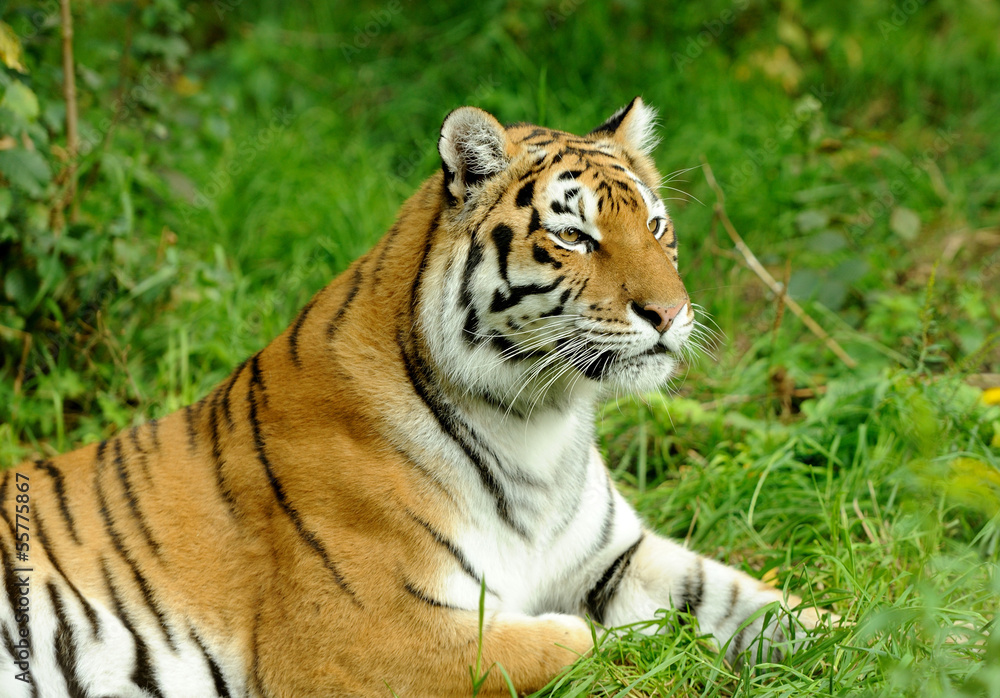 Tiger Tiger