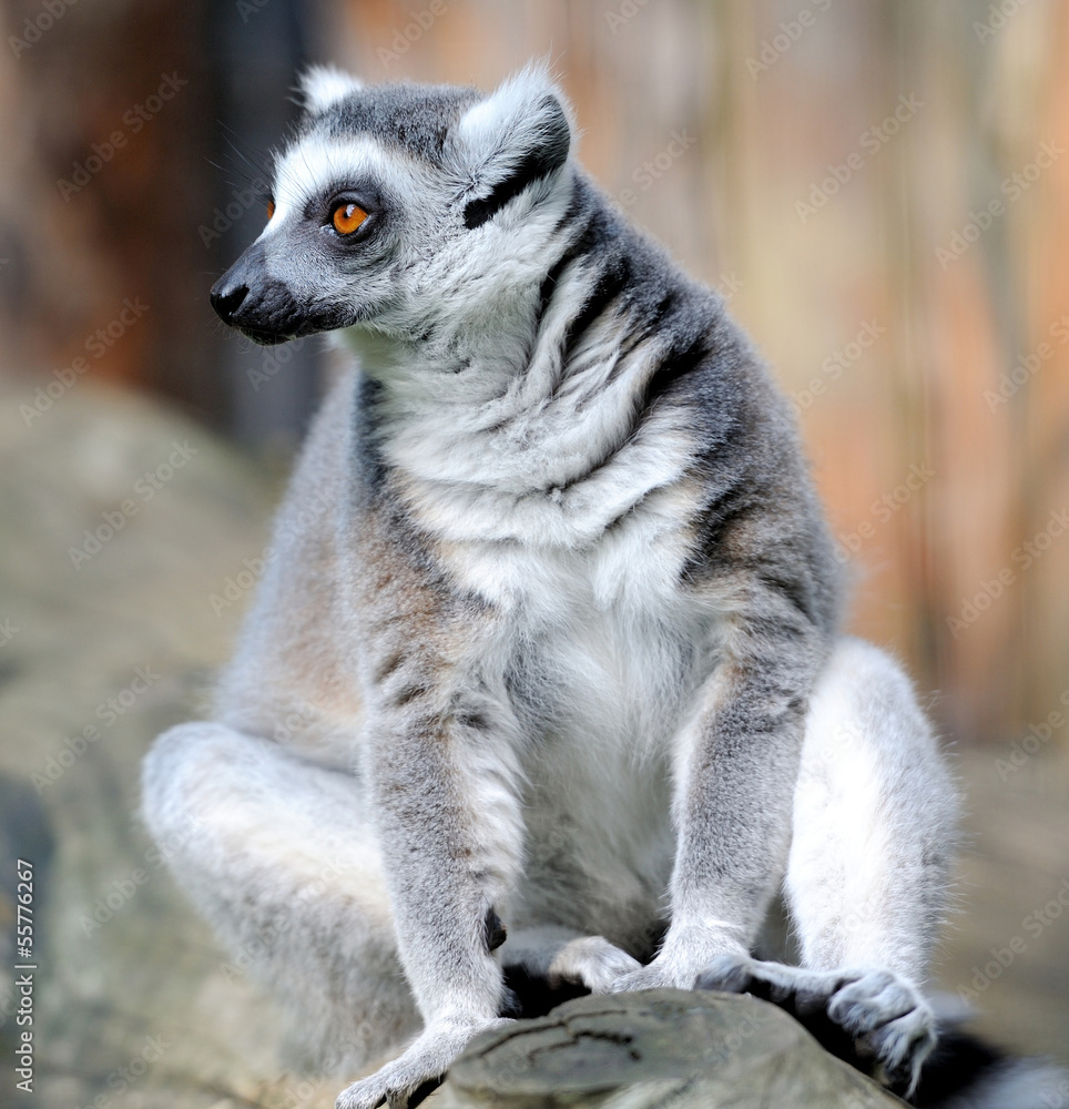 Obraz premium Ring tailed lemur