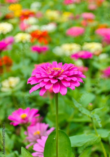 Pink Zinnia elegans in field