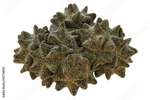 Korallen - isoliert - 3d Render