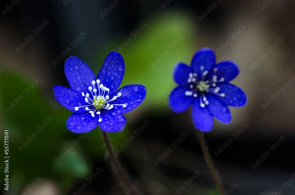 Blue beauty Blue beauty