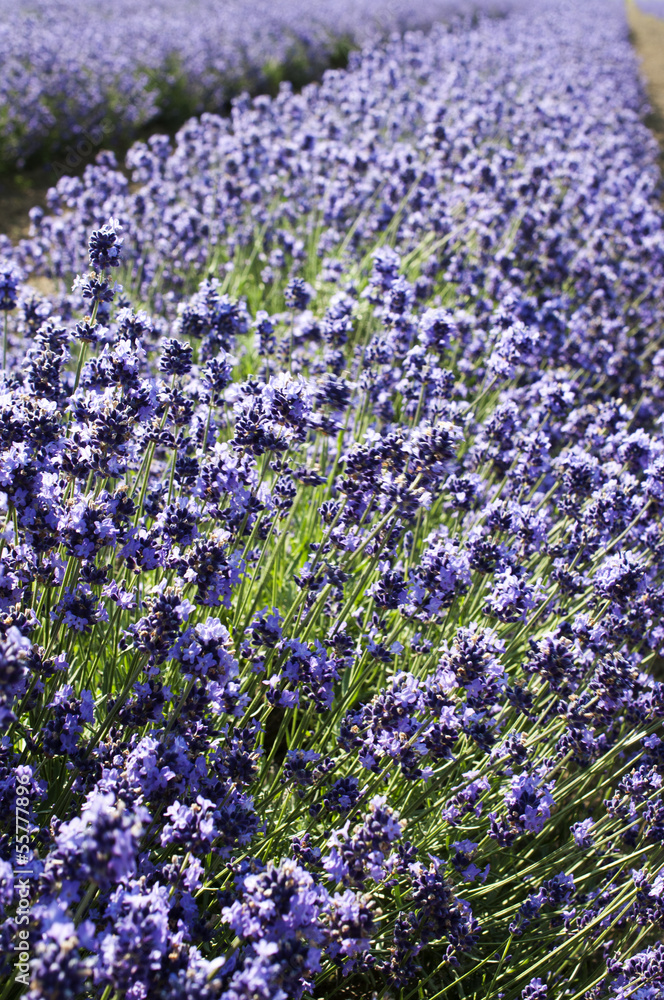 Naklejka premium ラベンダー