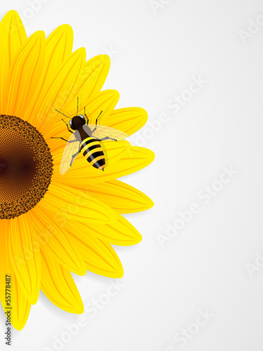 Fototapeta Naklejka Na Ścianę i Meble -  Sunflower and bee on white background.