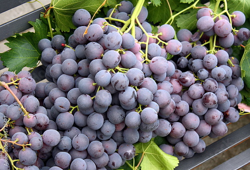 Uva da tavola di Mazzarrone
