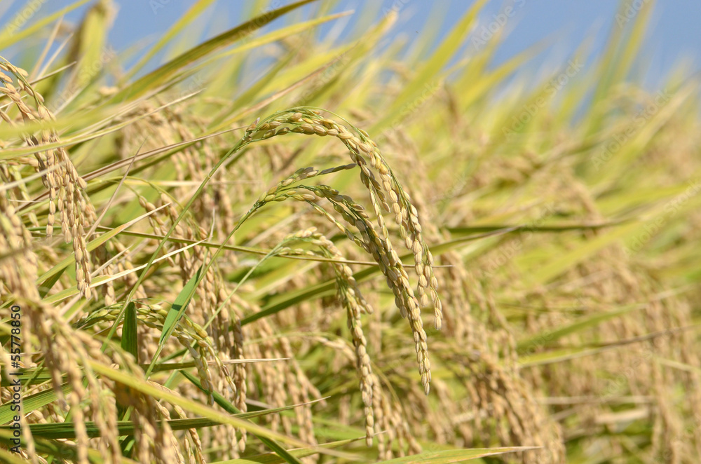 Fototapeta premium 稲穂