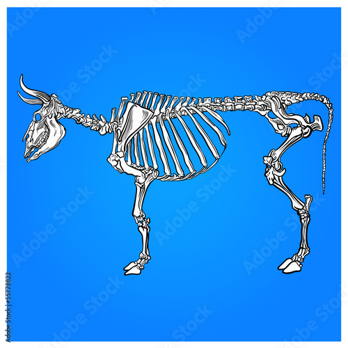 the skeleton of a cow