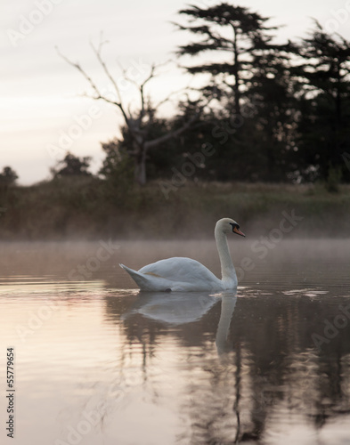 Swan gliding on misty lake at dawn