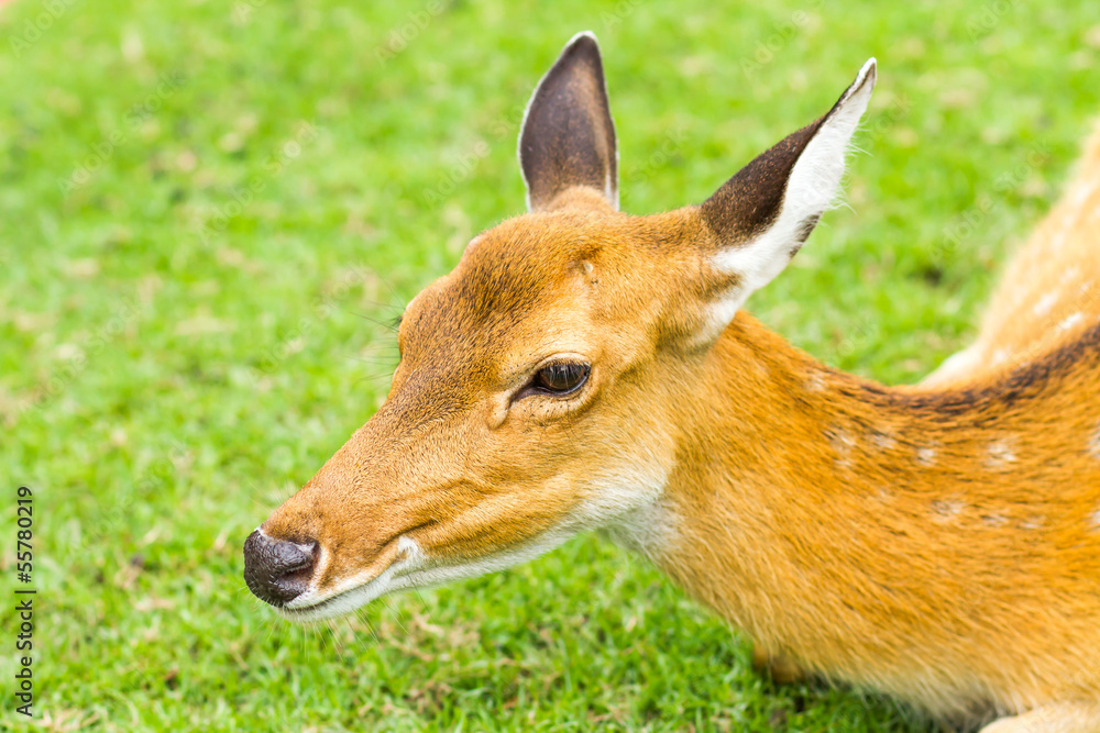 deer in nightsafari chiangmai Thailand