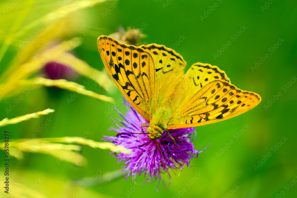 Naklejka premium Kolorowe motyle mają charakter wolny.