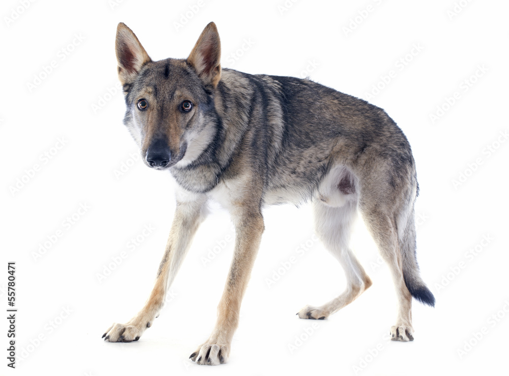Fototapeta premium Czechoslovakian Wolfdog