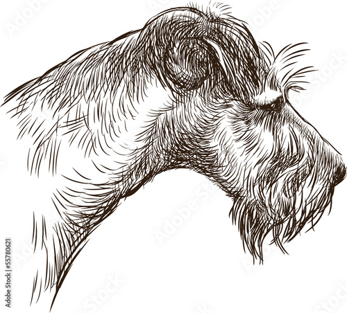 head of terrier