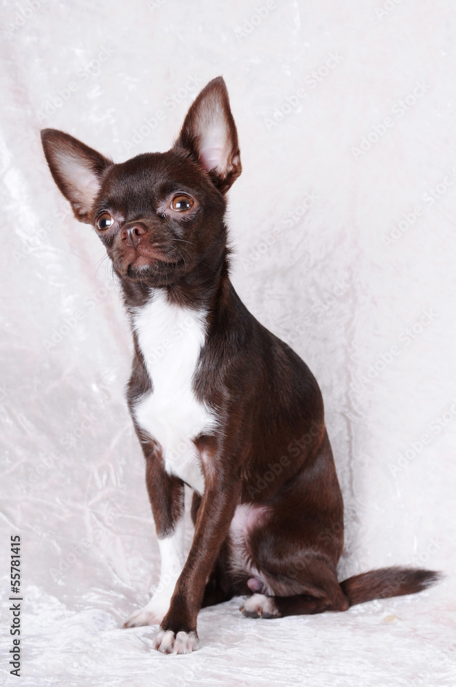 Brown and white chihuahua portrait Brown and white chihuahua portrait