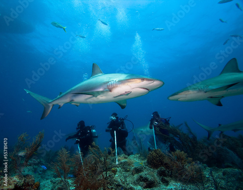 Group of divers and sharks © frantisek hojdysz