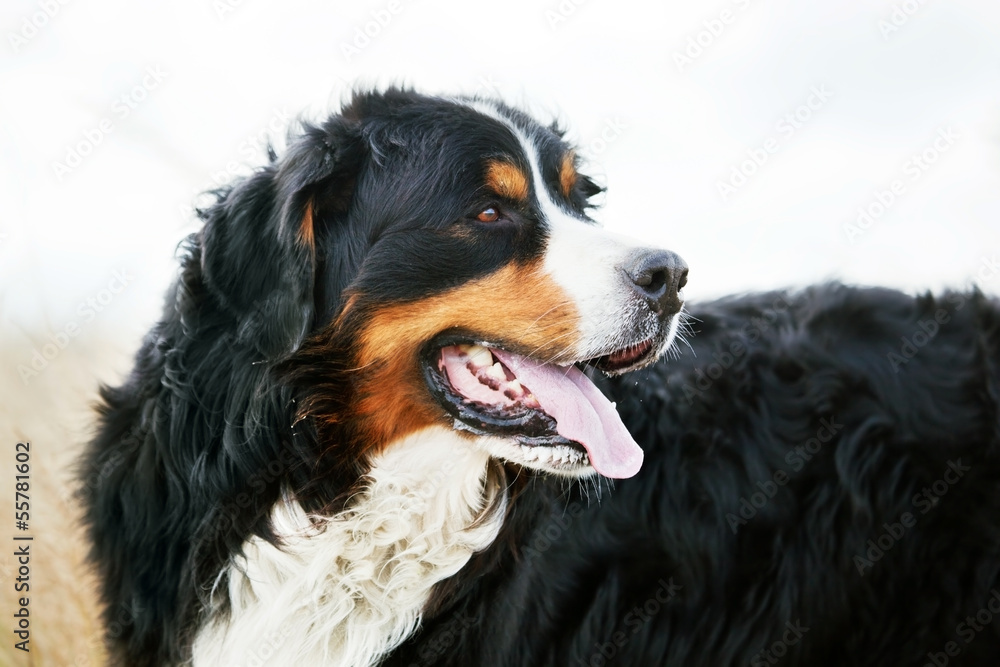 Bernese Mountain Dog portrait. Adult, purebred