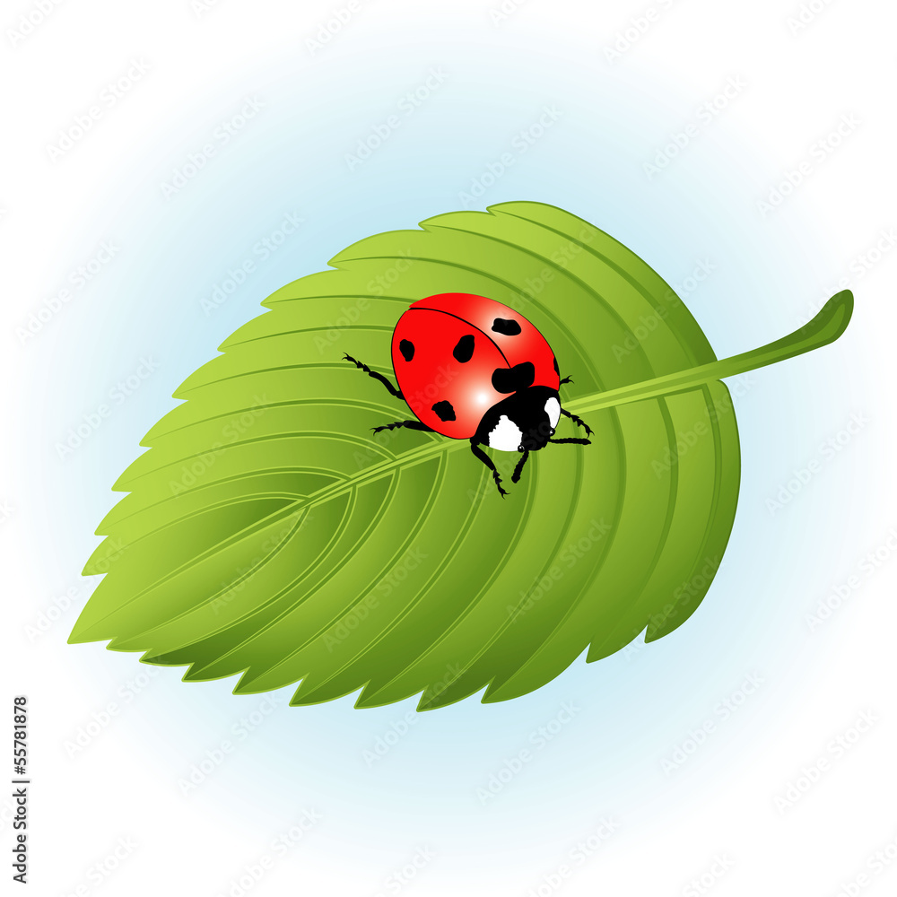 Ladybird on leaf. Vector. Ladybird on leaf. Vector.