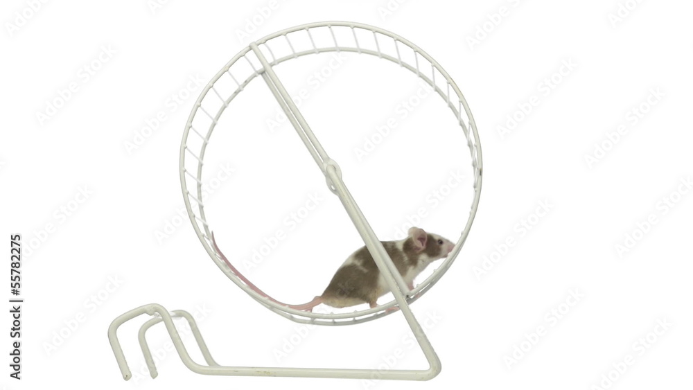 White and brown mouse running in a running wheel White and brown mouse running in a running wheel