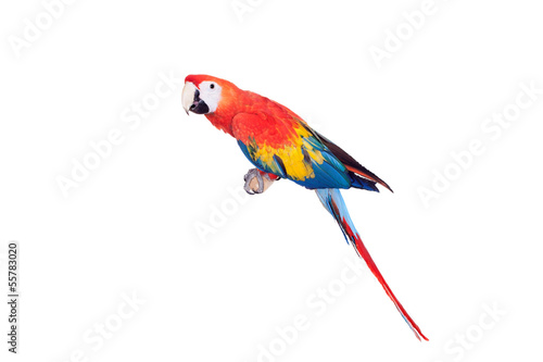 Scarlet macaws (Ara macao) on the white background © Farinoza