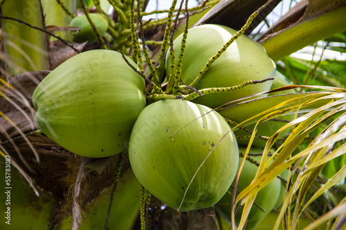 Green Coconut at Tree