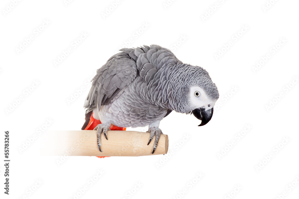 Fototapeta premium An African Grey Parrot (Psittacus erithacus) isolated on a white