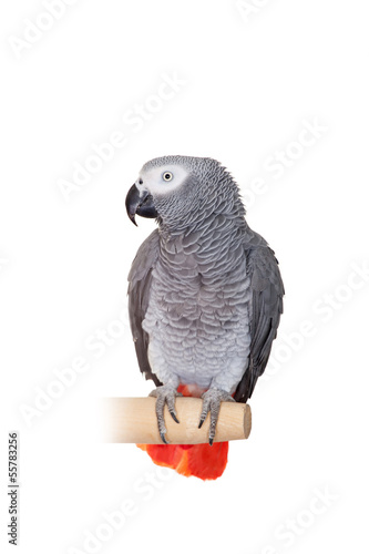 An African Grey Parrot (Psittacus erithacus) isolated on a white