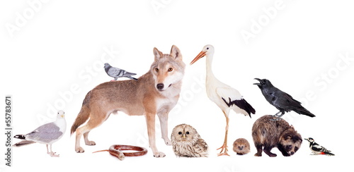 Group of eurasian animals together on the white