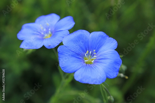 Blue flowers