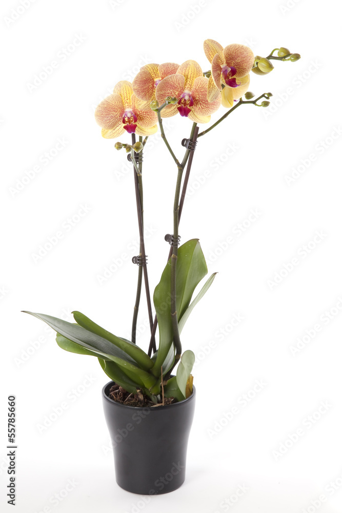 Phalaenopsis orchid in flower pot - obrazy, fototapety, plakaty 