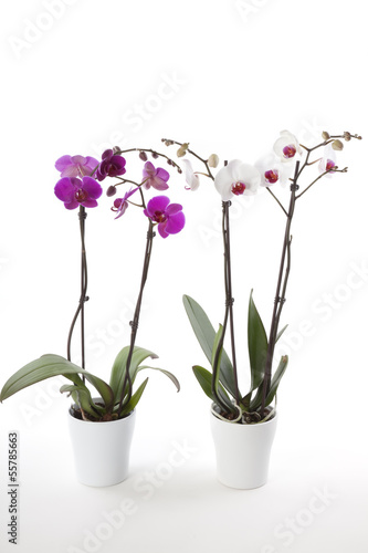 Phalaenopsis orchids in flower pot