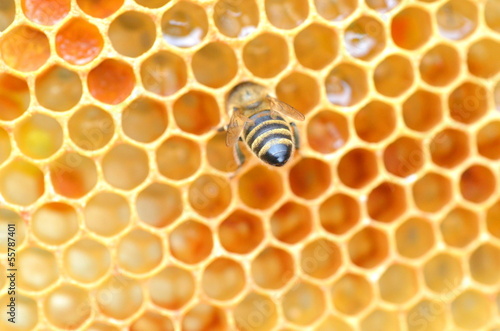 Pszczoła na plastrze miodu #55787401