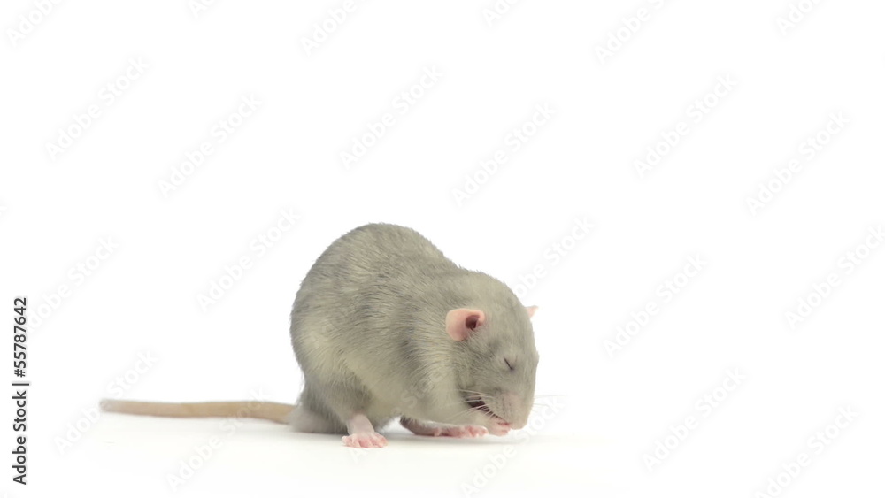 Rat cleaning itself Rat cleaning itself