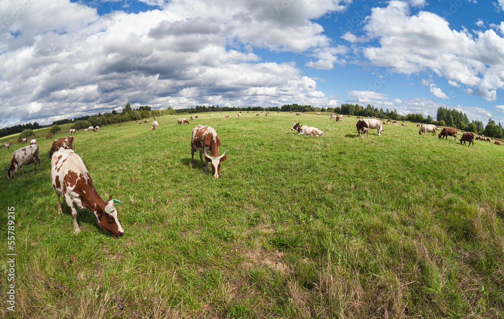 Herd of cows grazing in a pasture