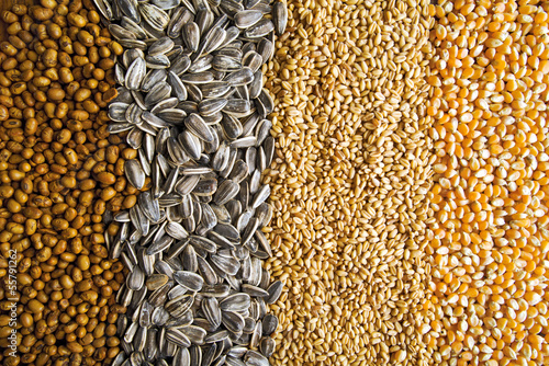 Agricultural grains photo