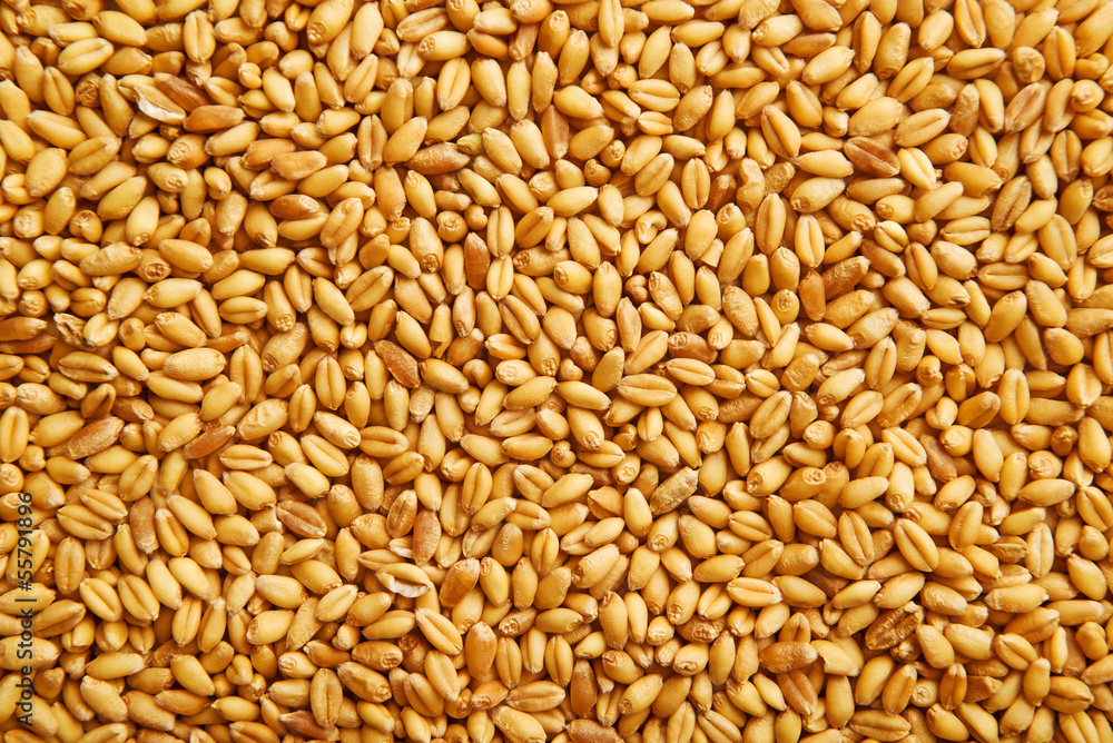 Wheat grains Wheat grains