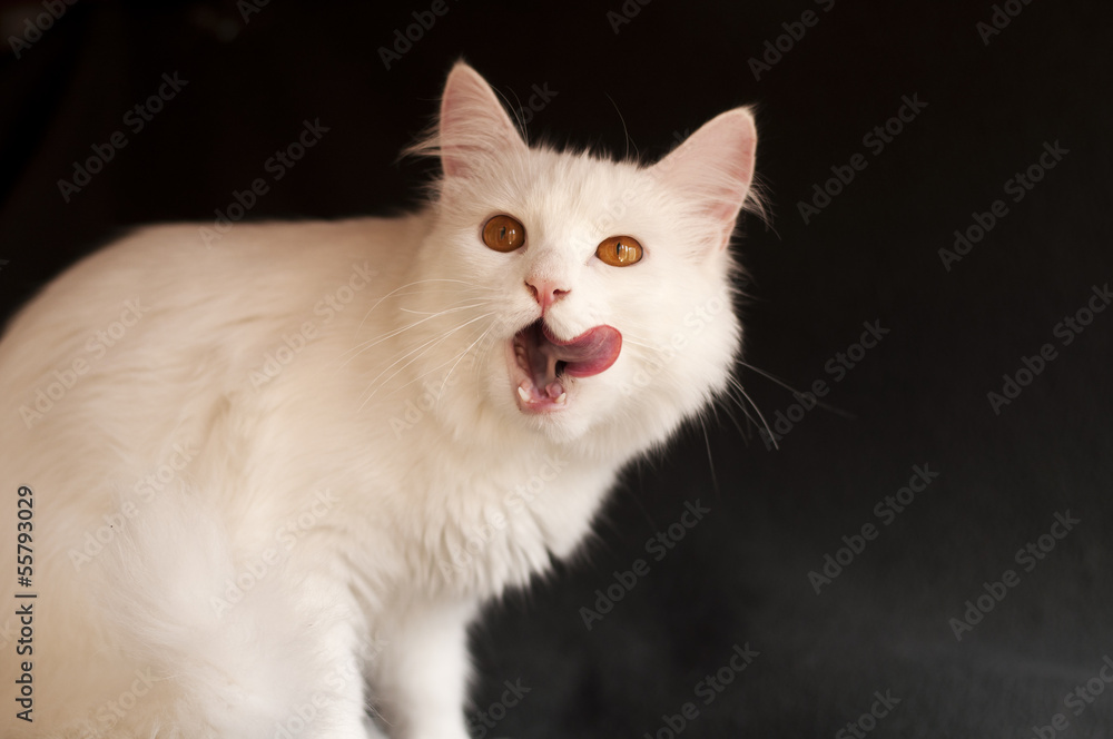 White Persian cat licking its mouth White Persian cat licking its mouth